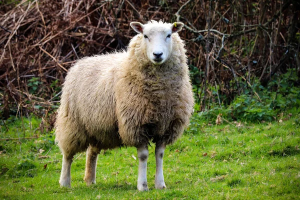 Devon Fåren Ett Fält — Stockfoto