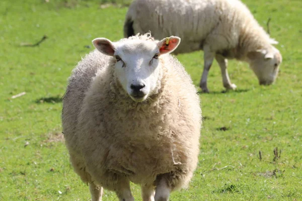 Oile Devon Într Câmp — Fotografie, imagine de stoc