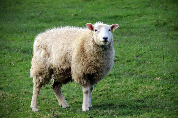 Devon Koyun Bir Alanda — Stok fotoğraf