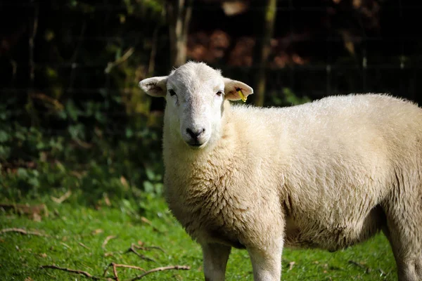 Devon Fåren Ett Fält — Stockfoto