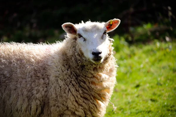 作业中的德文郡羊 — 图库照片