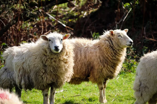 Moutons Devon Dans Champ — Photo
