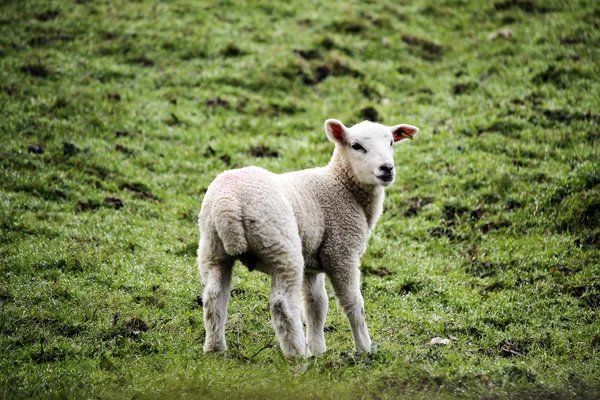 Devon Fåren Ett Fält — Stockfoto