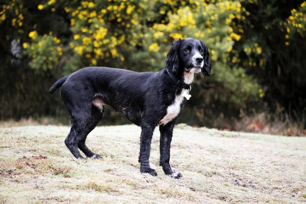 Siyah ve beyaz cocker spaniel köpek