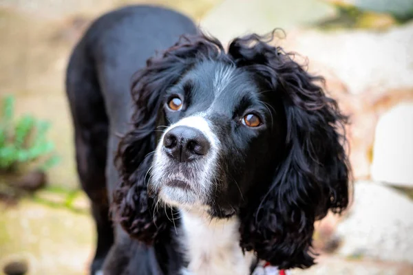 Chien Épagneul Cocker Noir Blanc — Photo