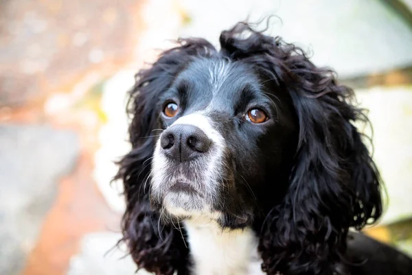 Siyah ve beyaz cocker spaniel köpek