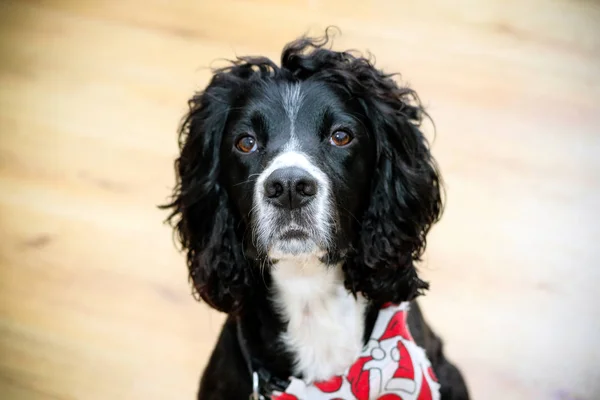 Siyah ve beyaz cocker spaniel köpek