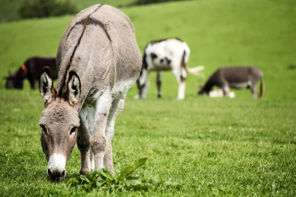 Donkey at a UK farm