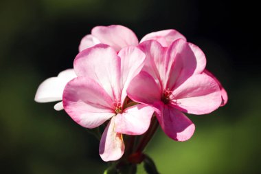 Devon, Ingiltere 'de çekilen vahşi çiçekler.