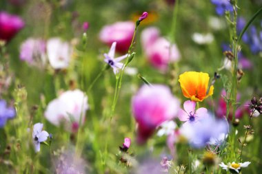 Devon, Ingiltere 'de çekilen vahşi çiçekler.