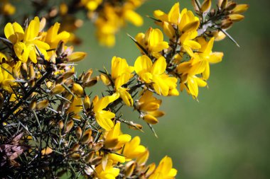 Devon, Ingiltere 'de çekilen vahşi çiçekler.