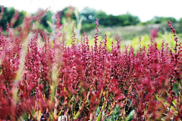 Wilde Blumen Devon — Stockfoto