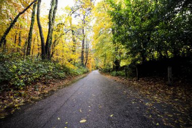 Ormanda bir yolun fotoğrafı.
