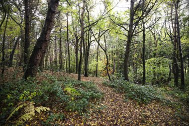 Devon 'da Woodbury ortak ormanlarının bir fotoğrafı.