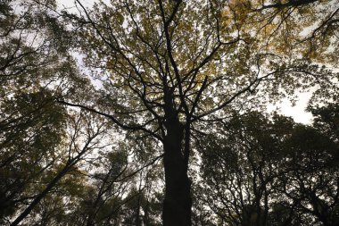 Devon 'da Woodbury ortak ormanlarının bir fotoğrafı.