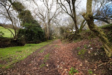 Güney Batı Devon ormanda ve ağaçların bir fotoğraf.