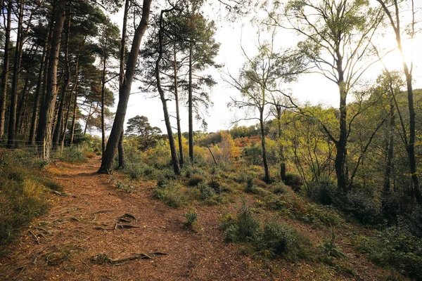 Devon 'da Woodbury ortak ormanlarının bir fotoğrafı.