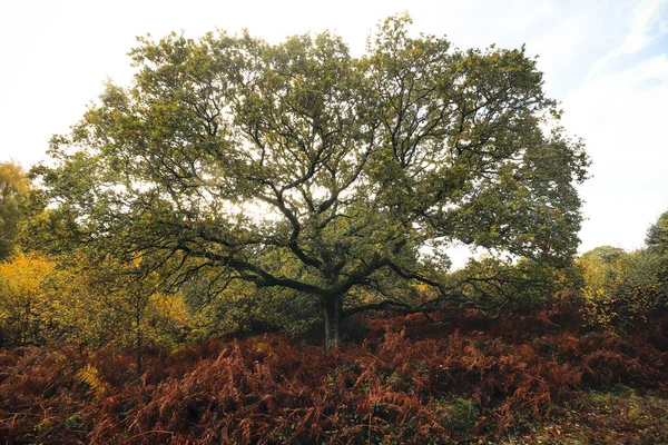 Devon 'da Woodbury ortak ormanlarının bir fotoğrafı.