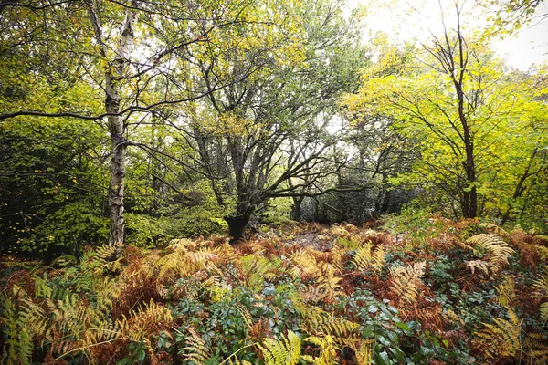 Een Foto Van Woodbury Common Woods Devon — Stockfoto