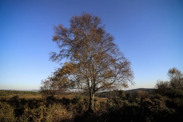 Devon 'da Woodbury ortak ormanlarının bir fotoğrafı.