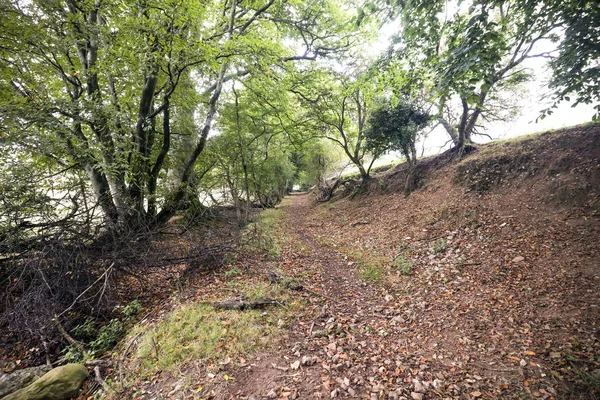 Une Photographie Des Bois Des Arbres Dans Sud Ouest Devon — Photo