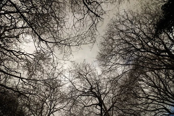 Valokuva Metsästä Puista Lounais Devonissa — kuvapankkivalokuva