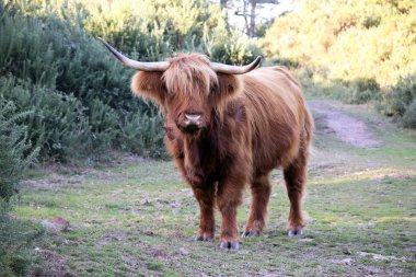 Devon'da çekilen fotoğrafı