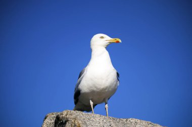 Devon'da çekilen martı fotoğrafı.