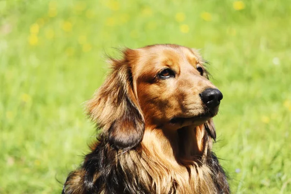 Ett Fotografi Dachshund Hund Utanför Parken — Stockfoto