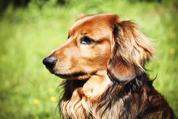 Ett Fotografi Dachshund Hund Utanför Parken — Stockfoto