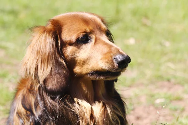 Ett Fotografi Dachshund Hund Utanför Parken — Stockfoto