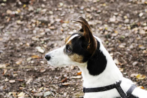 Egy Fénykép Jack Russell Terrier Erdőben — Stock Fotó