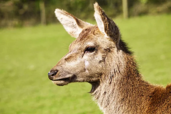 Devon 'da çekilen geyik fotoğrafı.