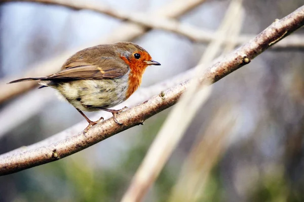 Devon 'da çekilen bir Robin fotoğrafı.