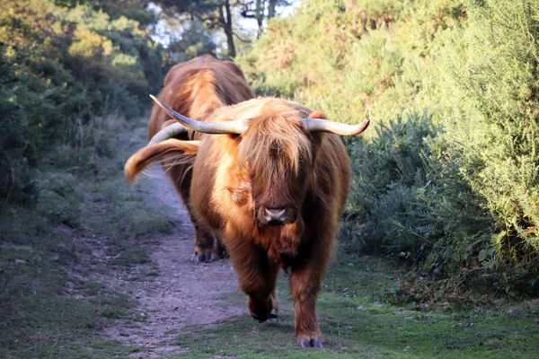 Devon'da çekilen fotoğrafı