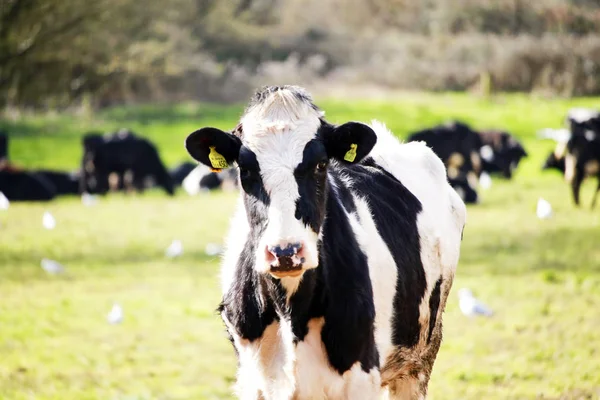 Devon'da çekilen fotoğrafı