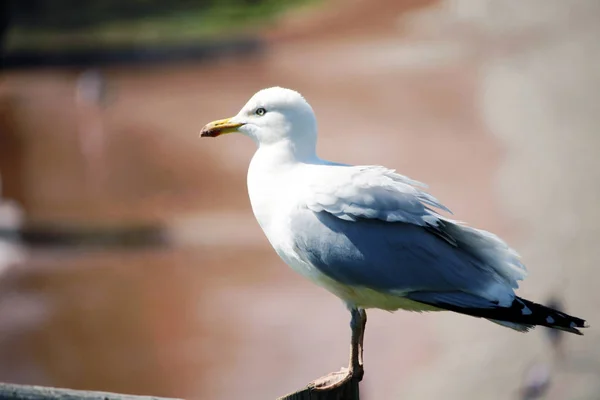 Devon'da çekilen martı fotoğrafı.