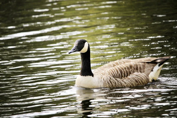 Een Foto Van Een Wilde Eend Zwemmen Een Meer — Stockfoto