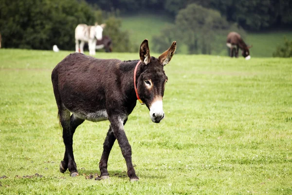 A photograph of a donkey in a field.