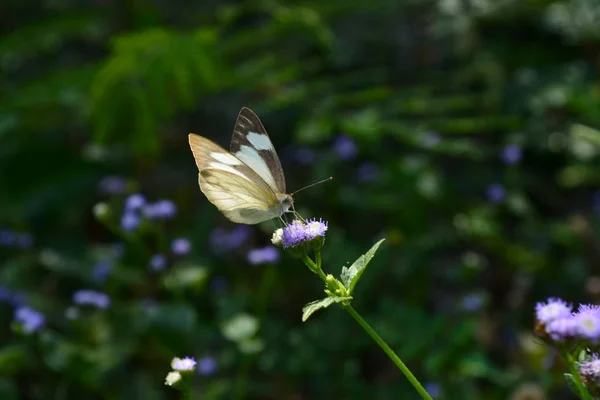 Papillon Fleur Avec Fond Flou Image — Photo