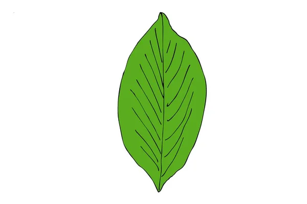 Зеленый Лист Белом Фоне Рисунок — стоковое фото