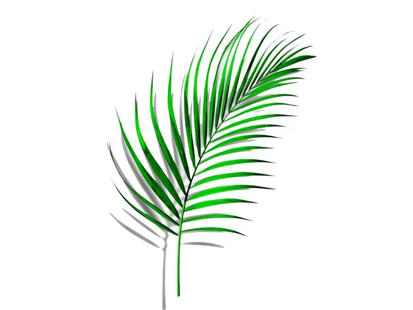 Πράσινα Φύλλα Φοίνικα Απομονωμένα Λευκό Φόντο Εικονογράφηση Στυλ Σχεδιασμού — Φωτογραφία Αρχείου