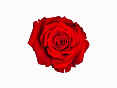 Beyaz arkaplanda izole kırmızı gül - resim