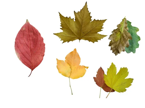 Autumn Leaves Isolated White Background Image — Stock Photo, Image