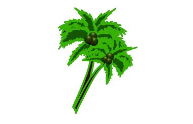 Beyaz arka planda izole edilmiş palmiye ağacı. resimleme tasarımı