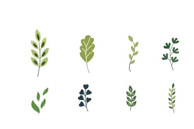 Beyaz arka planda izole edilmiş çiçek elementleri. Laurel ve yaprak dalı