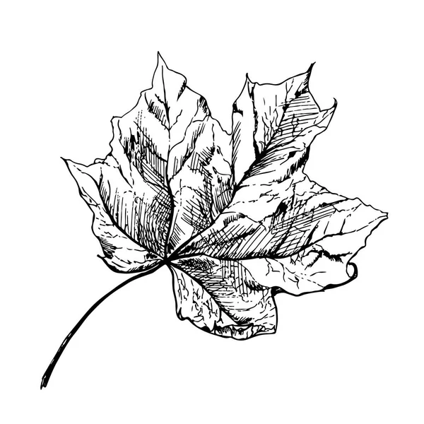 Vektor Ahorn Herbst Zeichnung Blatt Isoliertes Objekt Handgezeichnete Detaillierte Botanische — Stockvektor