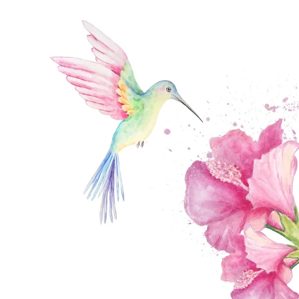 Akwarela Koliber z kwiatami i rozpryskami — Zdjęcie stockowe
