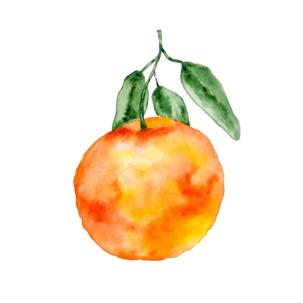 Aguarela laranja com ramo — Fotografia de Stock