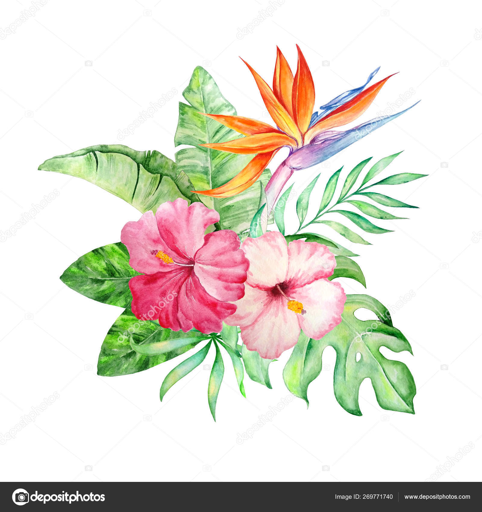 水彩花束热带花卉 图库照片 C Svetlanaartstore 水彩花束热带花卉 图库照片 C Svetlanaartstore